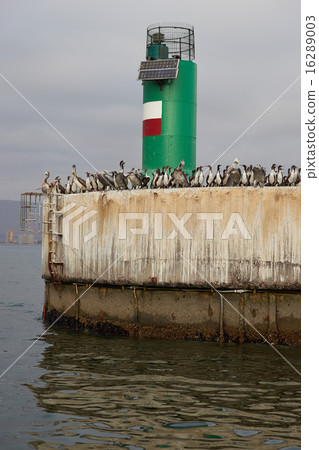 Sea Birds on the Quayside Sea Birds on the Quayside 16289003