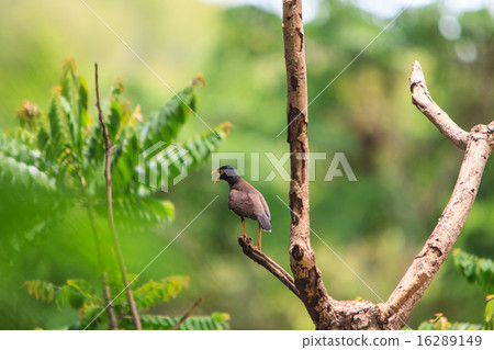 Common Myna bird Common Myna bird 16289149
