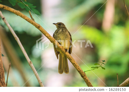 Streak-eared Bulbul Streak-eared Bulbul 16289150