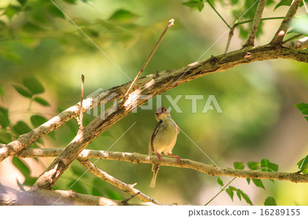 Dark-necked Tailorbird Dark-necked Tailorbird 16289155