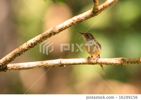 Dark-necked Tailorbird Dark-necked Tailorbird 16289156