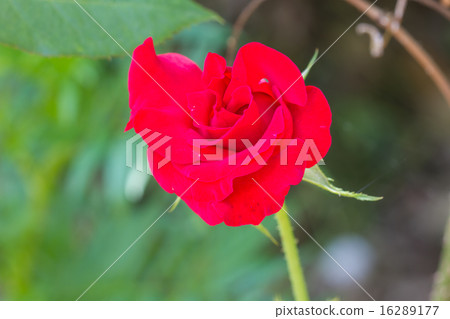 flowering roses in the garden flowering roses in the garden 16289177