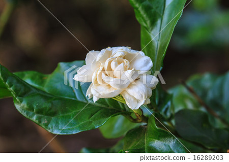Arabian jasmine (Jasminum sambac) flower on tree 16289203