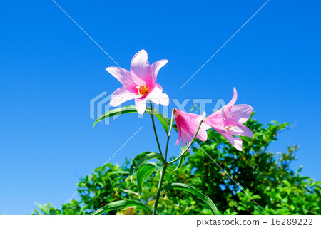 百合森林1 百合森林1 16289222