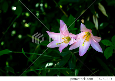 Blooming in the shadows 16289223