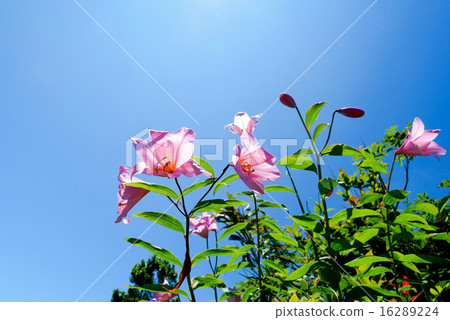 莉莉莉莉2 16289224