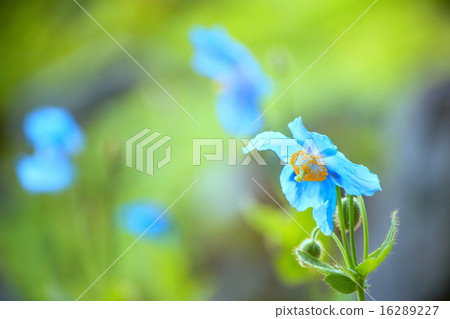 喜馬拉雅山的罌粟 16289227