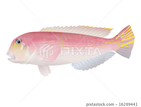 方頭魚 方頭魚 16289441