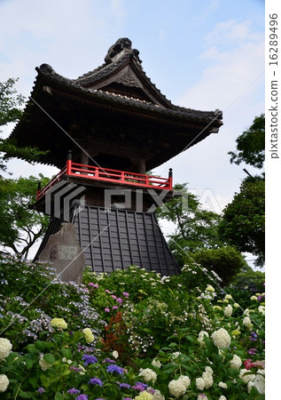 Hydrangea at the Nogoji temple 16289496