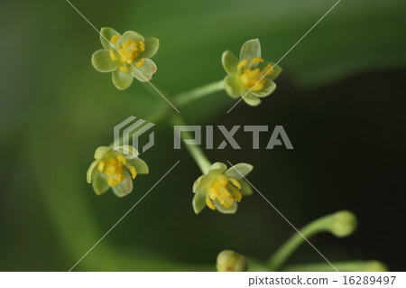 天然植物Yabunikkei，鮮花類似於密切相關的羊肉和標籤，但我認為這一個更像花朵般的身材 16289497