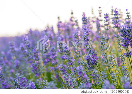 Meadow of lavender. Nature composition. Meadow of lavender. Nature composition. 16290008