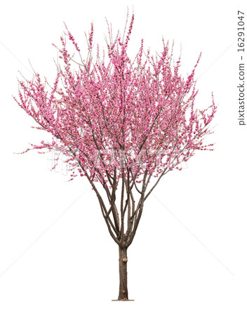 pink sacura tree 16291047
