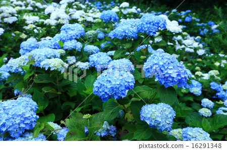 繡球-2015-1 繡球-2015-1 16291348