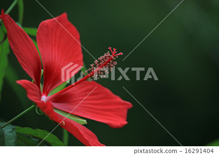 Affiliation 16291404