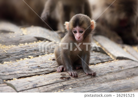 Japanese macaques 16291525