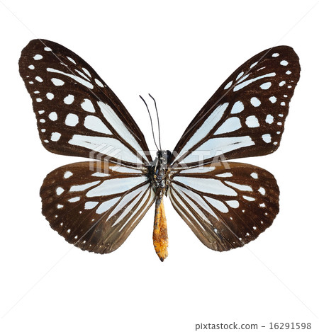 Tawny Mime butterfly 16291598