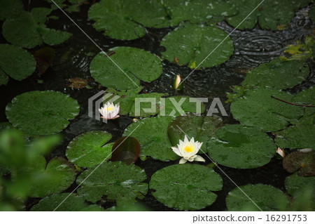 Kume冠水百合 16291753