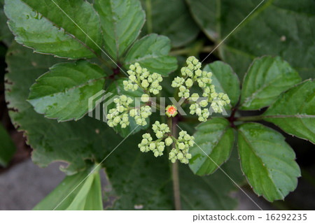 Yabukarashi 16292235