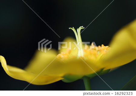 Golden thread plum blossoms 16292323