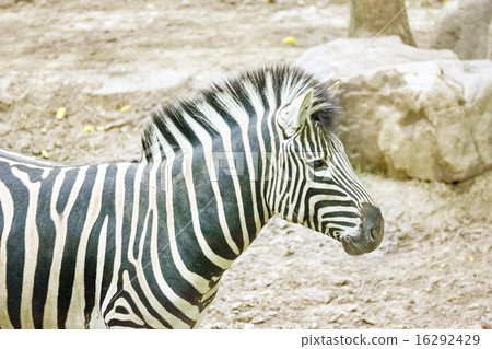 Zebras in their natural habitat. Zebras in their natural habitat. 16292429