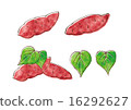 Sweet potato 16292627