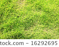 Fresh green turf 16292695