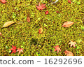 Moss and deciduous leaves 16292696