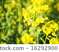 Rape blossoms and bees 16292900