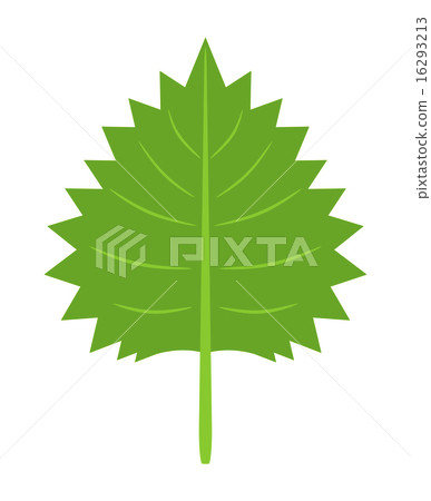 Shiso leaves 16293213