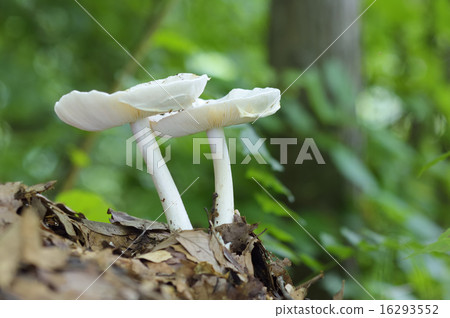 White tiger egg White tiger egg 16293552