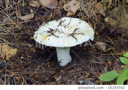 White-tailed horn 16293562