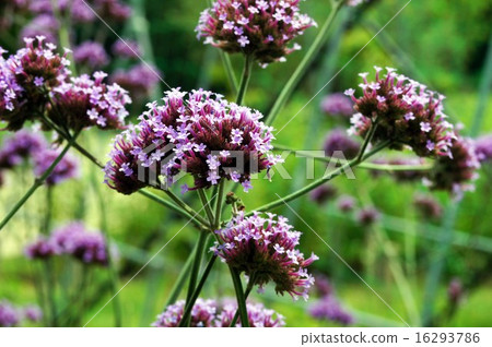 聖雅克馬鞭草 16293786