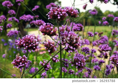 Saint Jacques Verbena 16293788