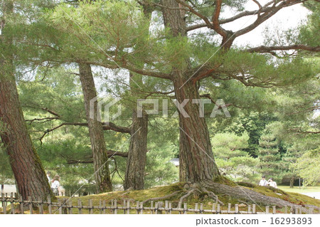 Matsuki garden Matsuki garden 16293893