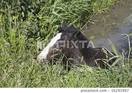 Horse stuck in a ditch Horse stuck in a ditch 16293987