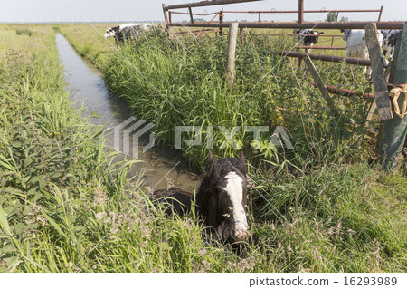 Horse stuck in a ditch Horse stuck in a ditch 16293989
