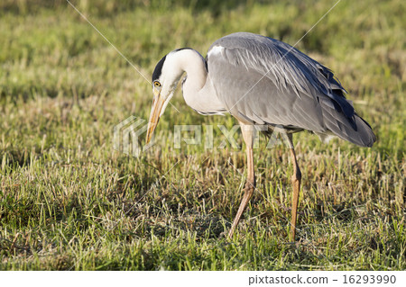 Grey heron hunting Grey heron hunting 16293990