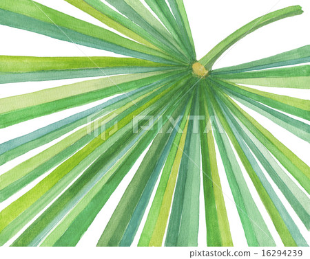 鋸矮棕櫚條 16294239