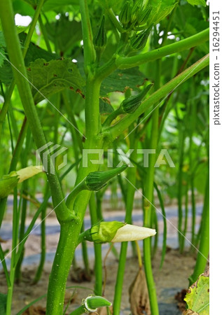 黃秋葵種植 黃秋葵種植 16294451