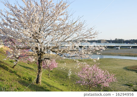 Spring Romantic Sagami River Spring Romantic Sagami River 16294956