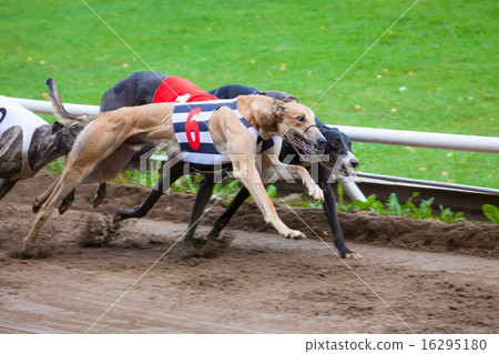 Greyhound dogs racing Greyhound dogs racing 16295180