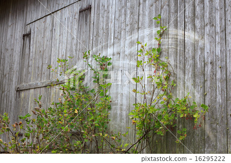 Old grey barn wall 16295222
