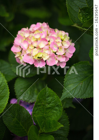 Hydrangea 16295647