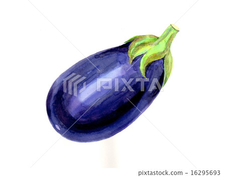 美國茄子 16295693