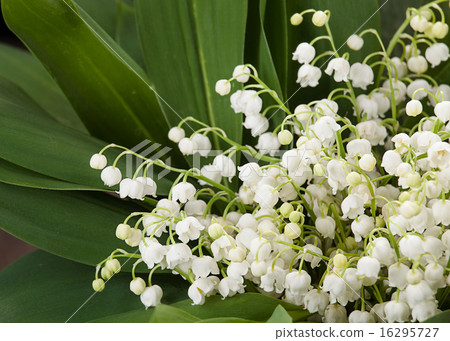 lily of the valley 16295727