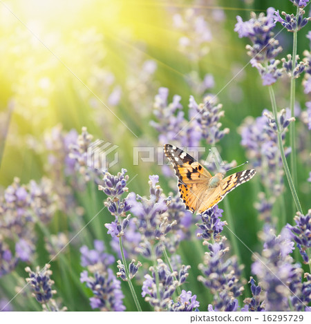 Butterfly and lavender. Vintage retro hipster 16295729