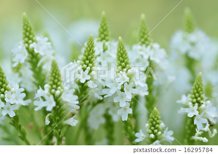 Fluffy white flowers Fluffy white flowers 16295784