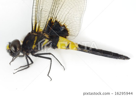 Female (female) side of Shiokaratombo (salted dragonfly) Female (female) side of Shiokaratombo (salted dragonfly) 16295944