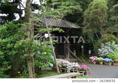 Kanagawa prefecture Kotari Town 's old private house' Seto residence 'gate and hydrangea 16296638