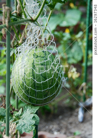 Kodama西瓜2 Kodama西瓜2 16297348